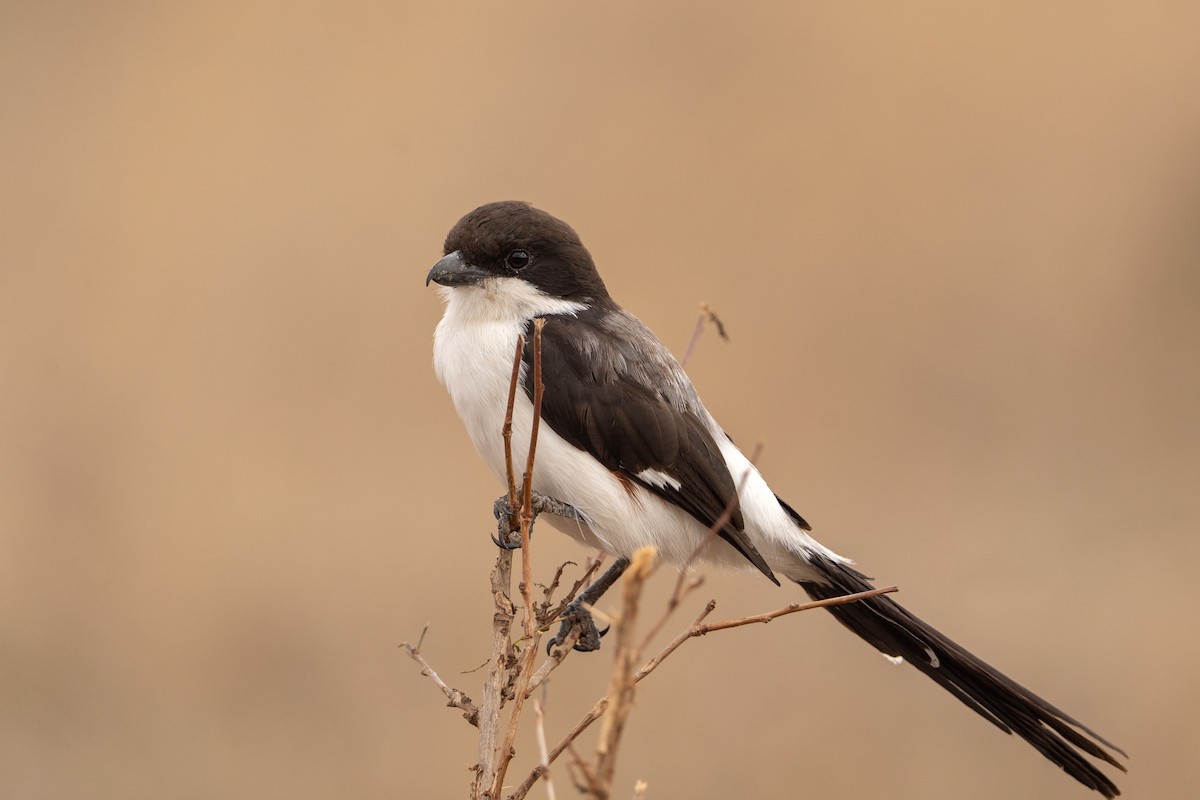 Long-tailed Fiscal - ML390807441
