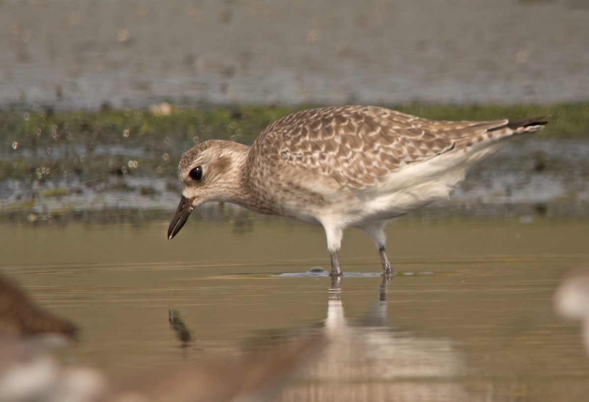 Black-bellied Plover - Dave Bakewell