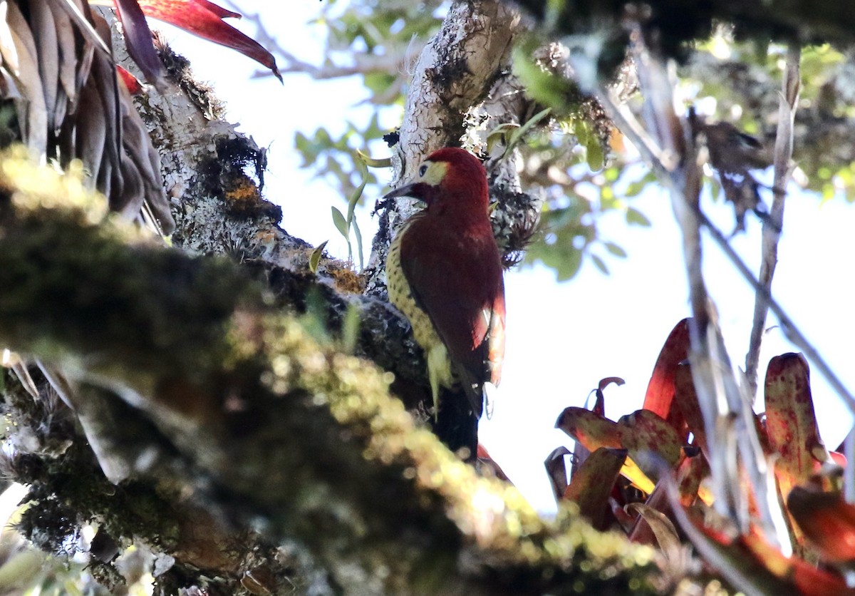 Crimson-mantled Woodpecker - ML390818831