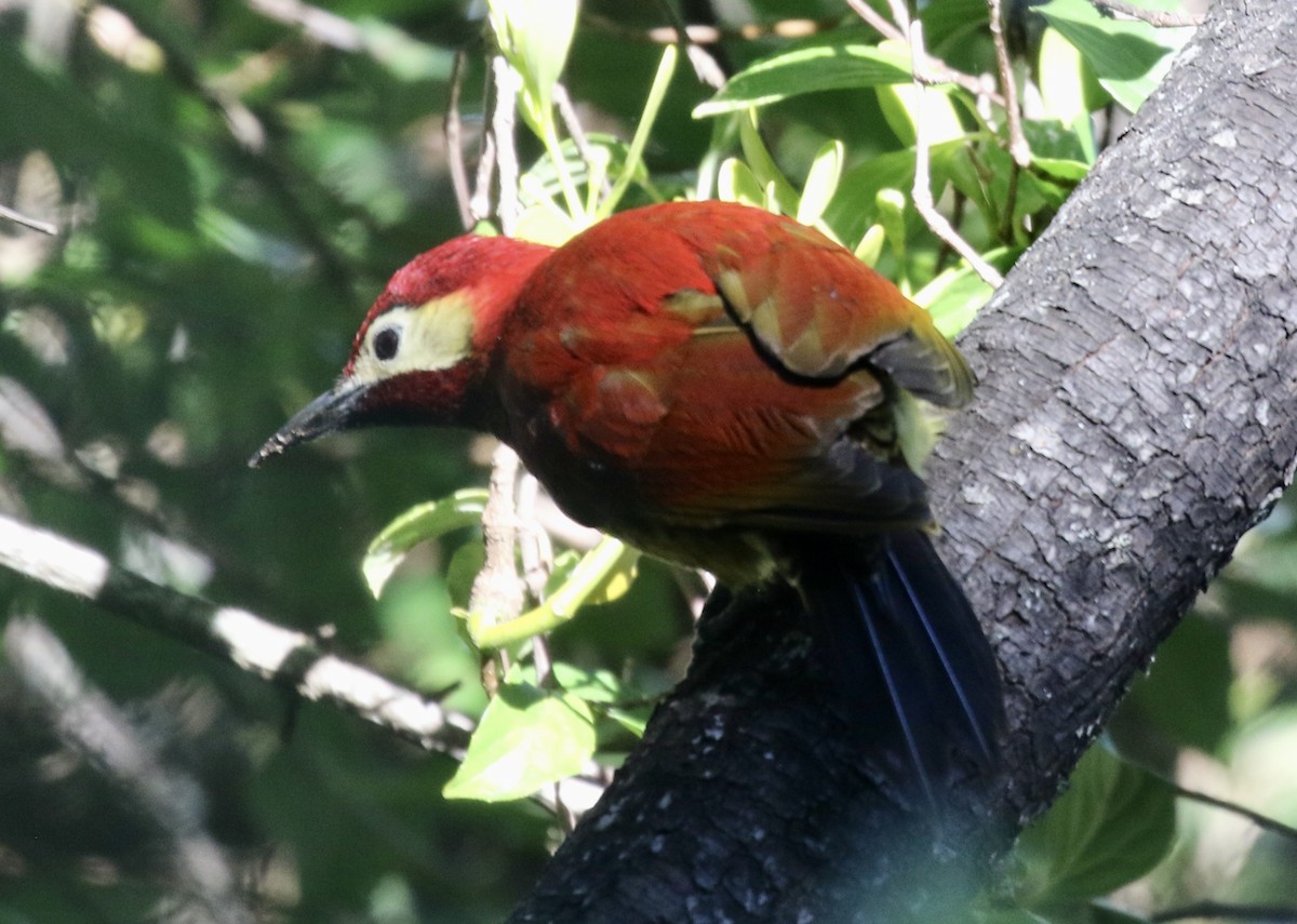 Crimson-mantled Woodpecker - ML390818841