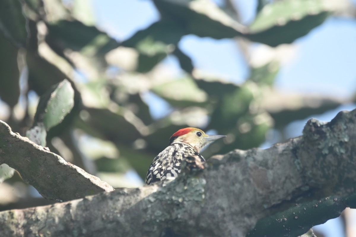 Yellow-crowned Woodpecker - Vishnu Nandakumar