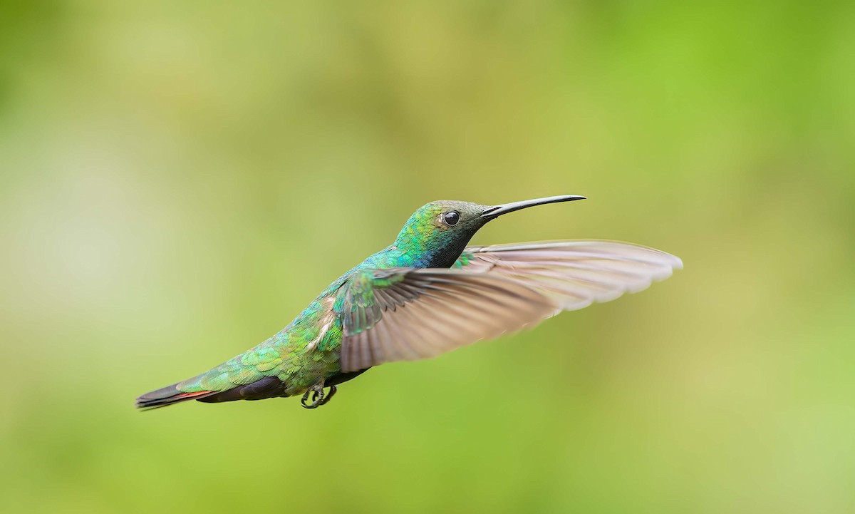 kolibřík tropický - ML390829791