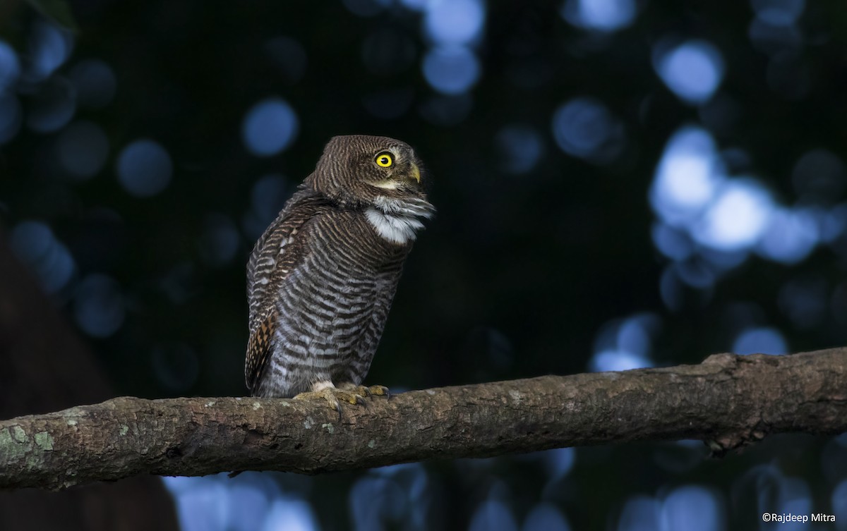 Jungle Owlet - Rajdeep Mitra