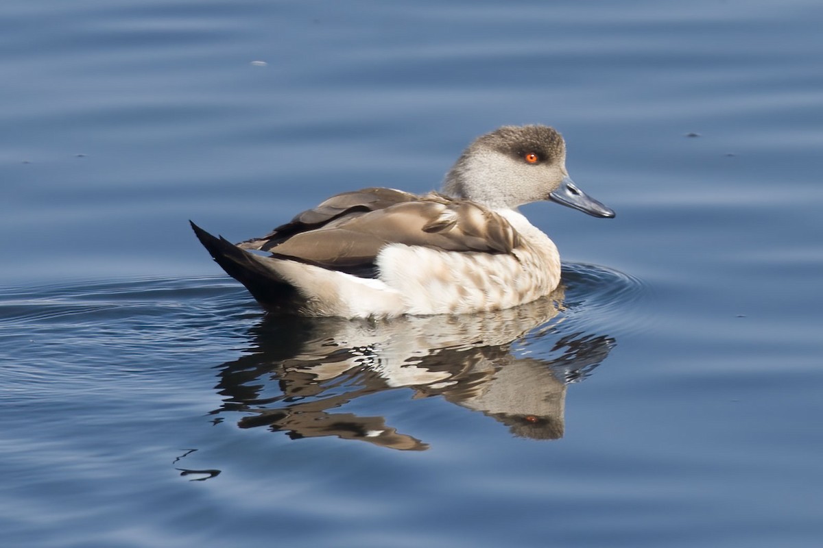 Crested Duck - ML390834451