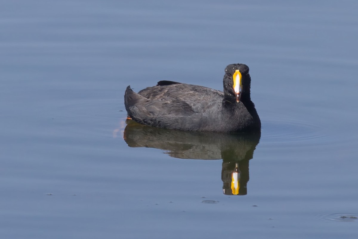 Giant Coot - ML390834941