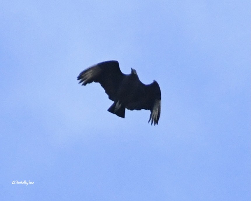 Black Vulture - ML390839311