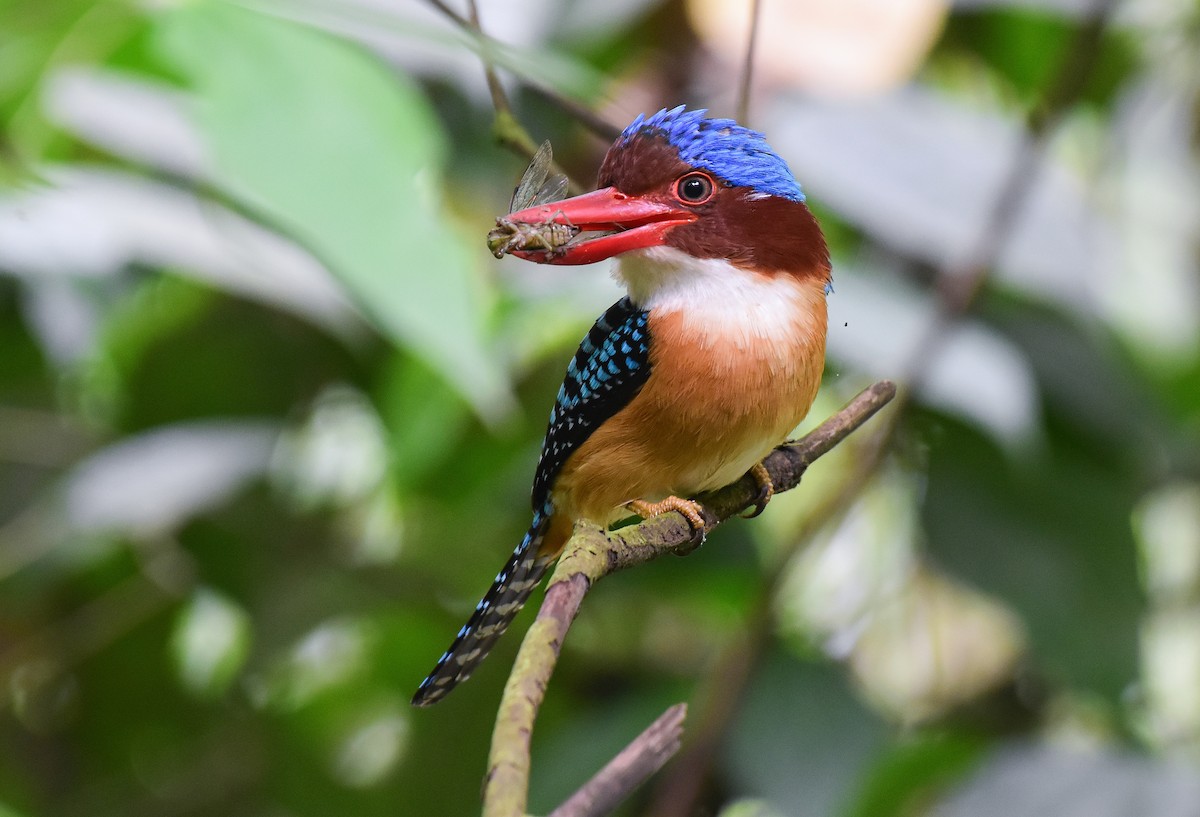 Banded Kingfisher - Leonardus Adi Saktyari