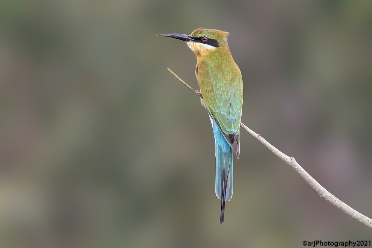 Blue-tailed Bee-eater - ML390848761