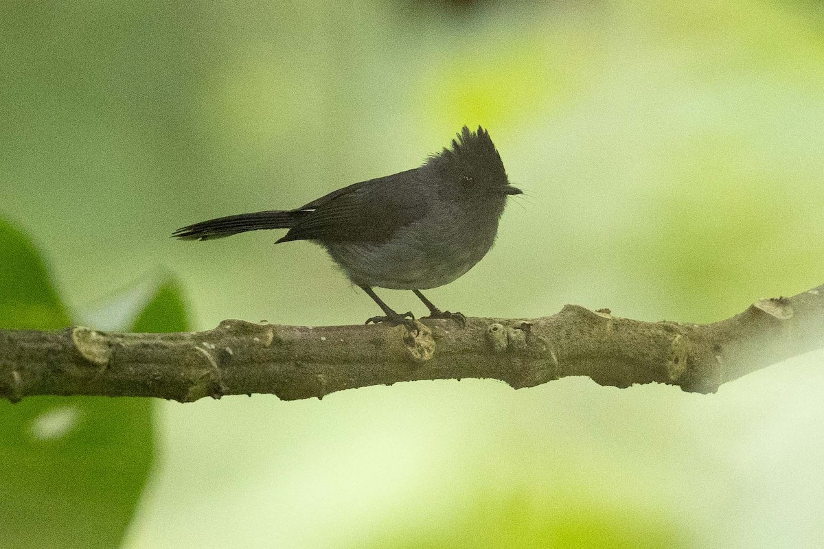 White-bellied Crested Flycatcher - ML390858871