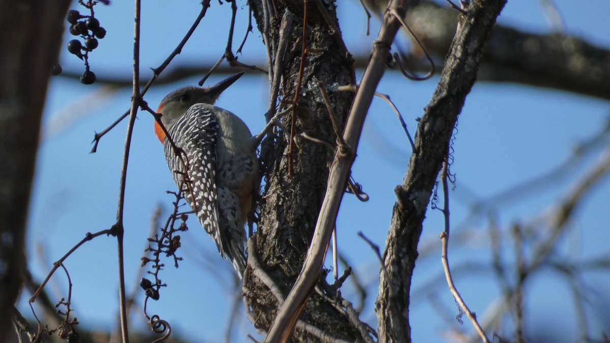 Red-bellied Woodpecker - ML390859441