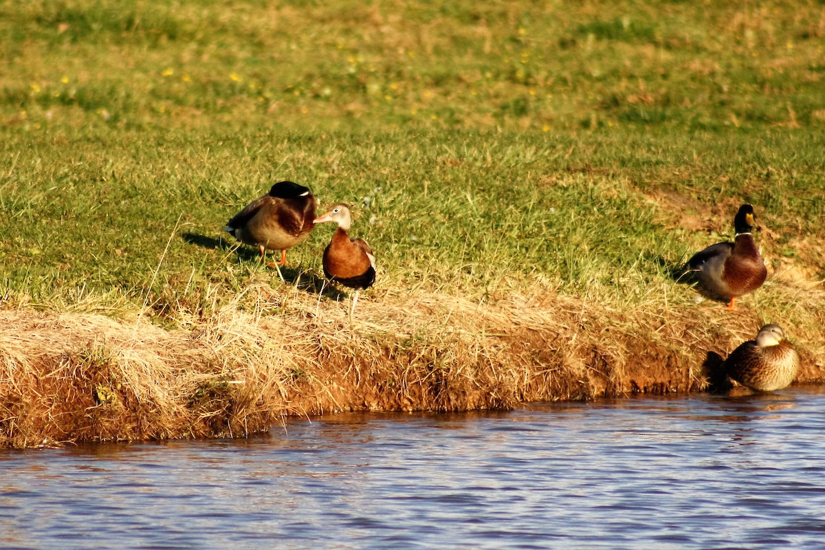 Black-bellied Whistling-Duck - Stollery & Flood