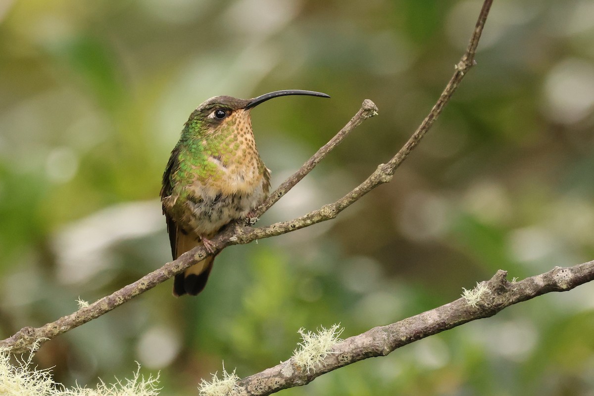 kolibřík aksamitový - ML390876281