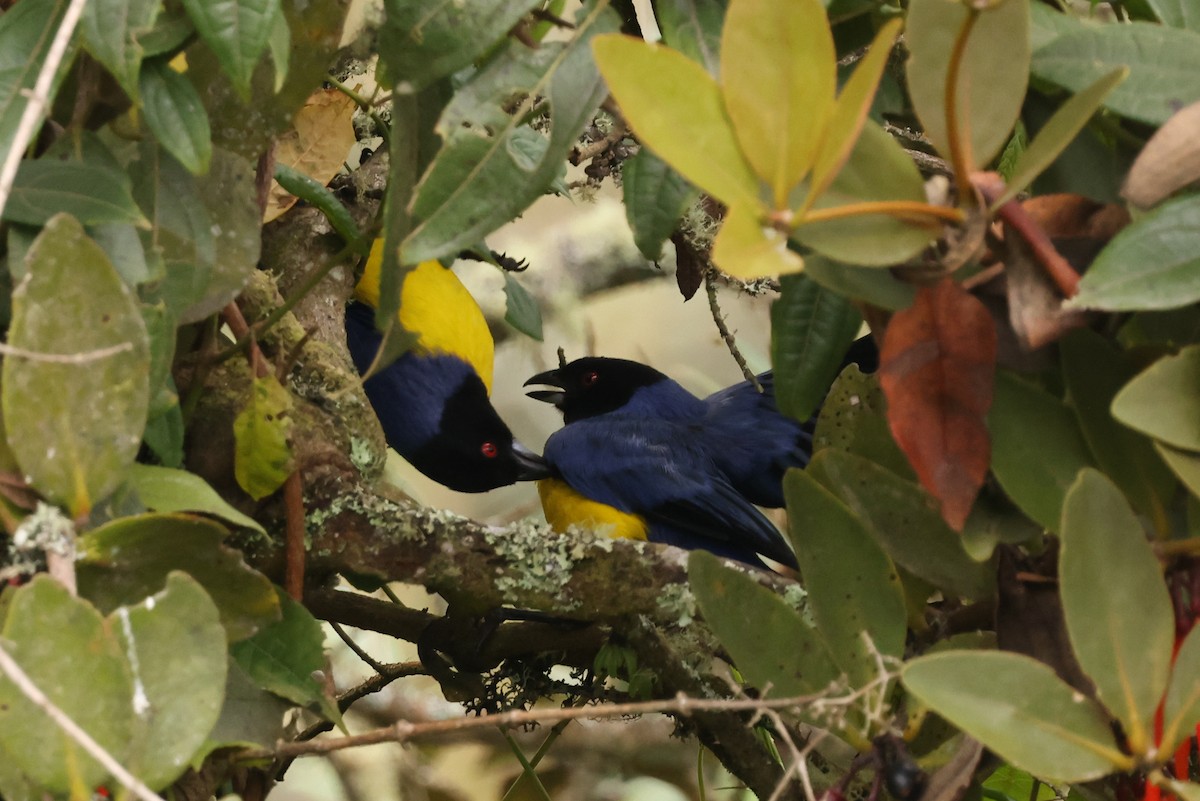 Hooded Mountain Tanager - ML390886821