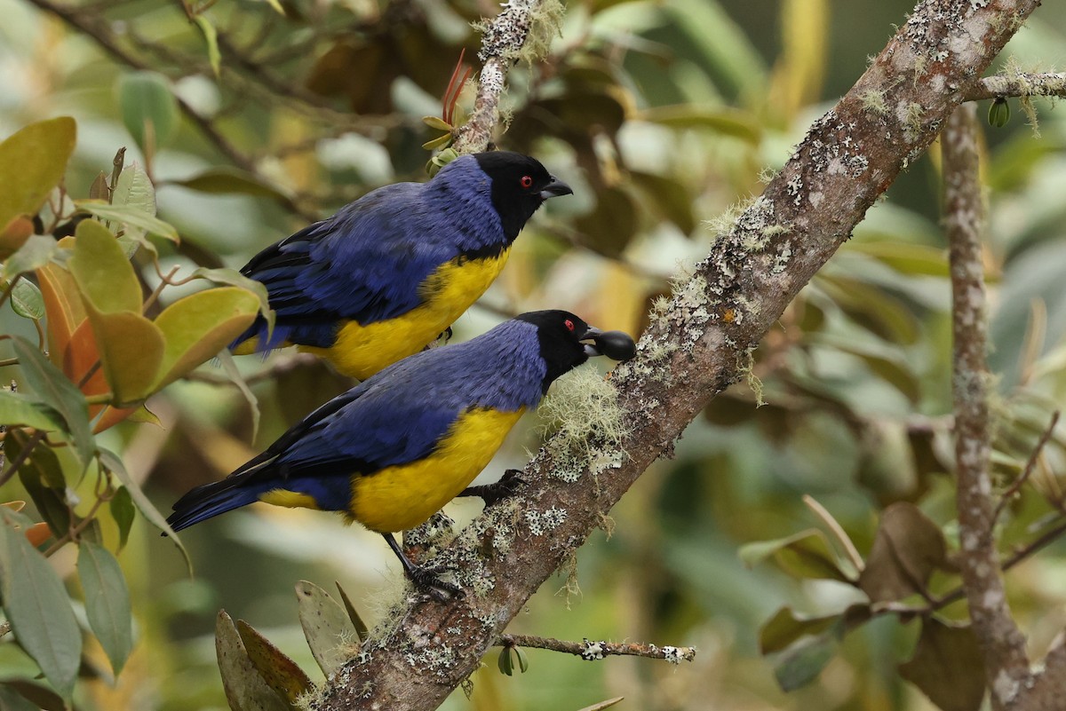 Hooded Mountain Tanager - ML390886831