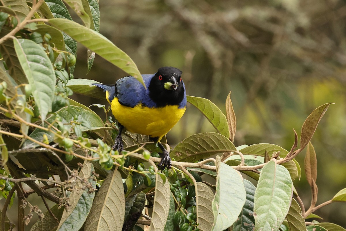 Hooded Mountain Tanager - ML390886851