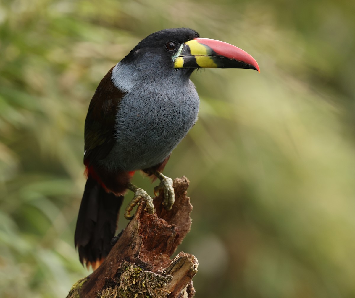Gray-breasted Mountain-Toucan - ML390886901