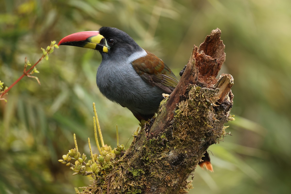 Gray-breasted Mountain-Toucan - ML390886921