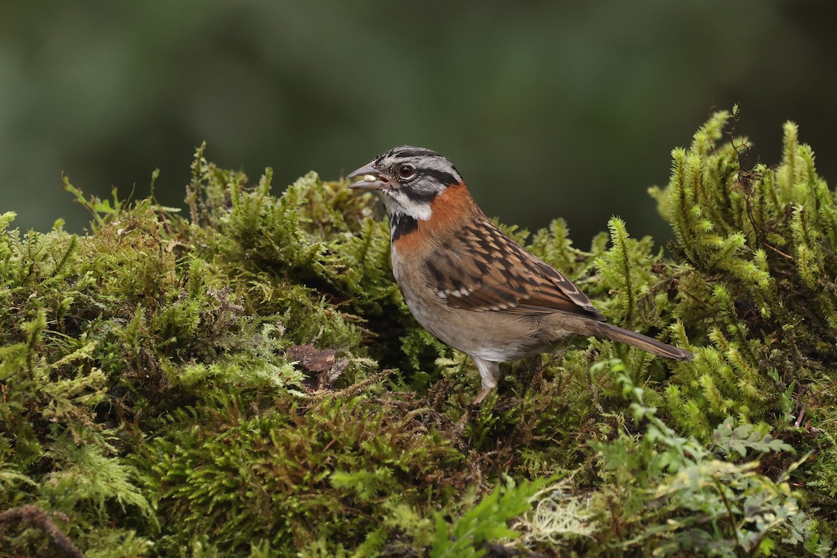 Rufous-collared Sparrow - Knut Hansen