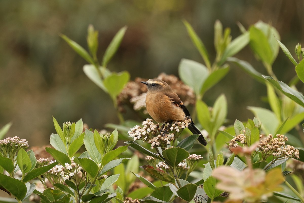 Brown-backed Chat-Tyrant - Knut Hansen