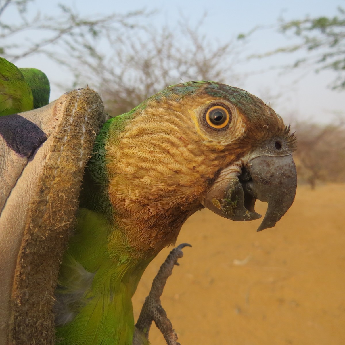Brown-throated Parakeet - ML39089421