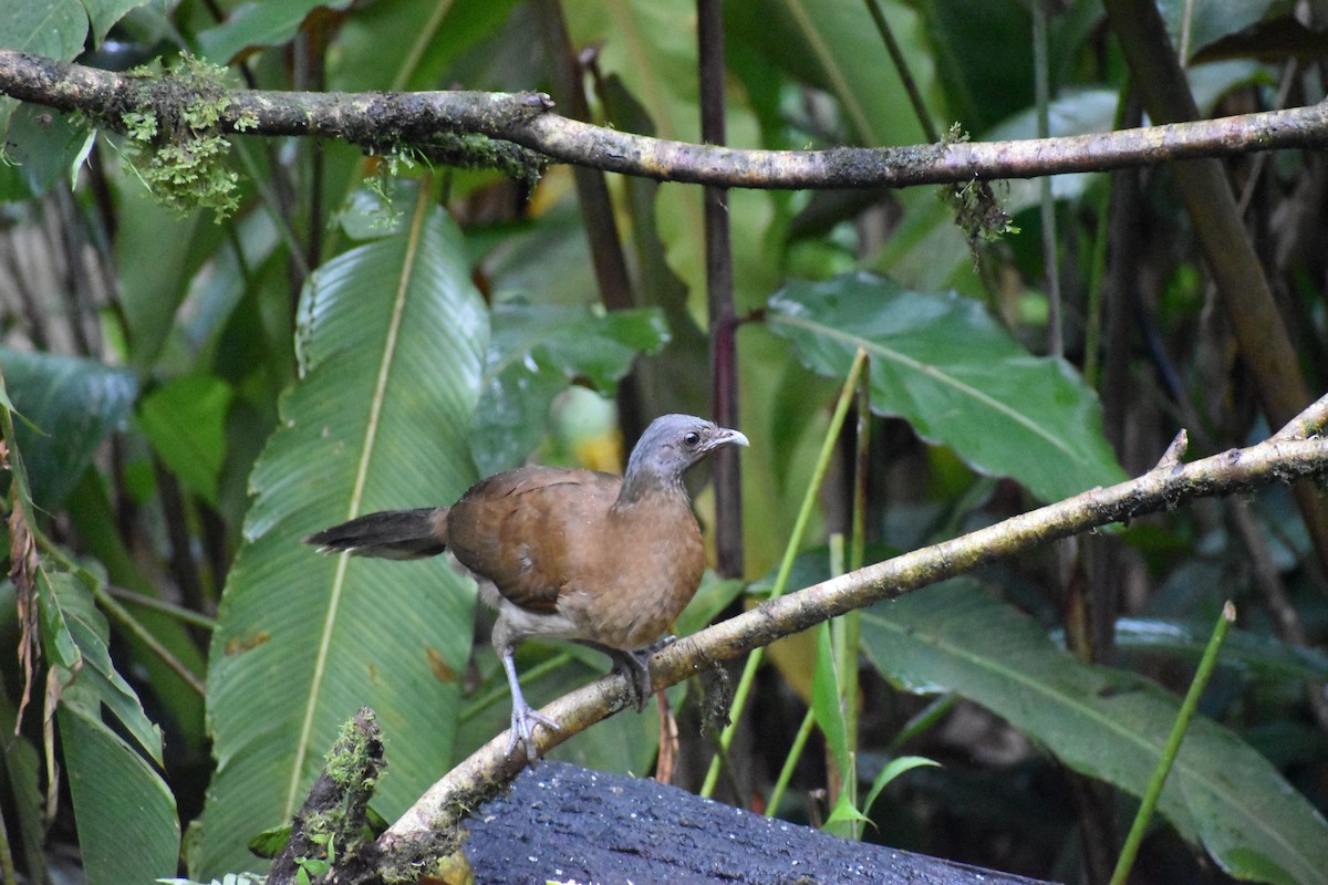 eBird Checklist 21 Nov 2021 Canopy LodgePanama Fruit Feeder Cam 14 species