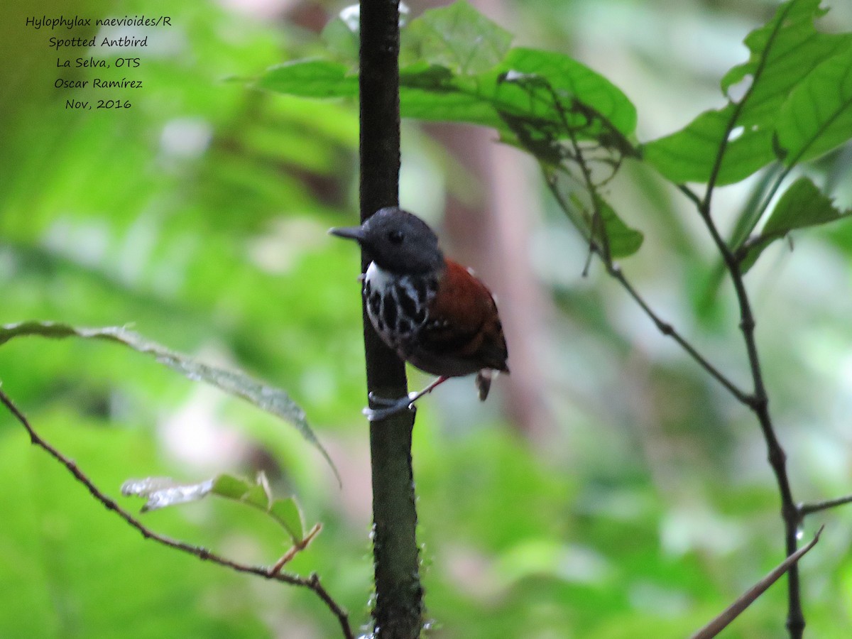 Spotted Antbird - ML39090281
