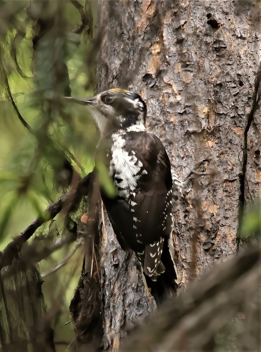American Three-toed Woodpecker (Rocky Mts.) - ML390910921