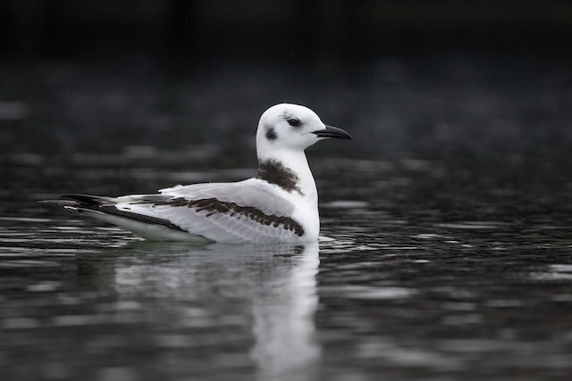 Black-legged Kittiwake