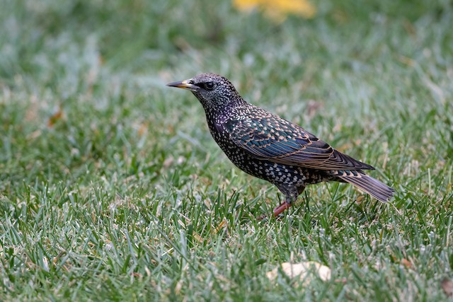 European Starling