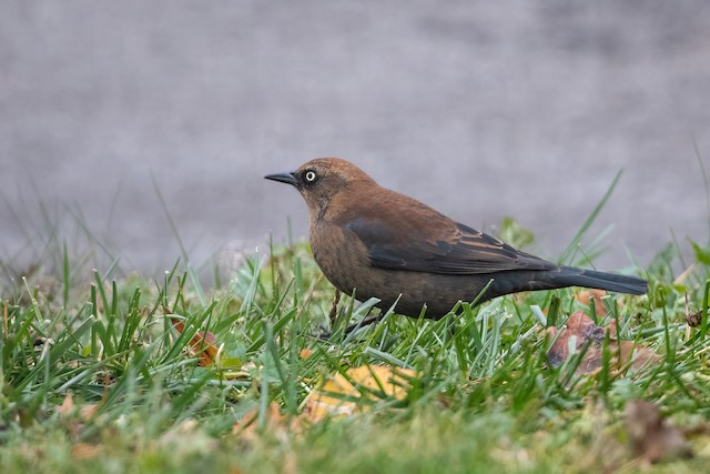 Rusty Blackbird