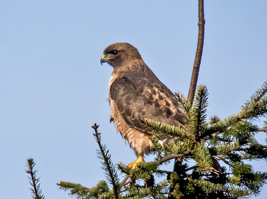 Red-tailed Hawk - ML390924991