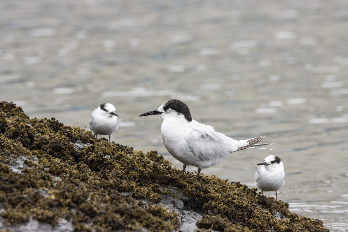 White-fronted Tern - ML390929381