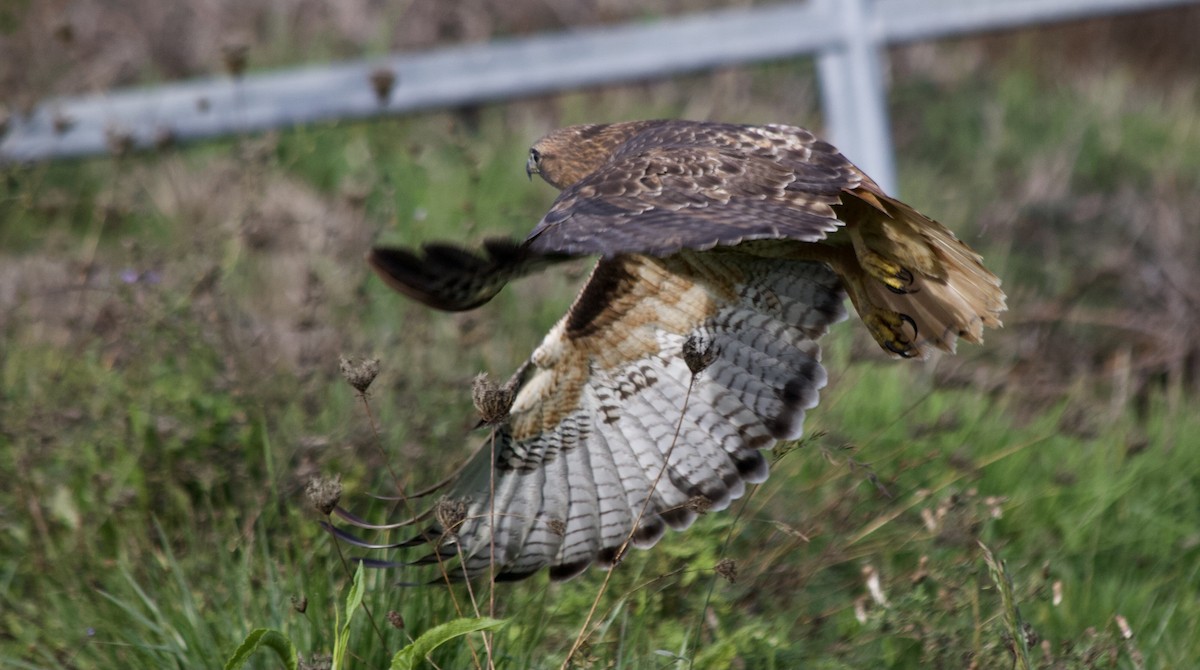 Red-tailed Hawk - ML390930861
