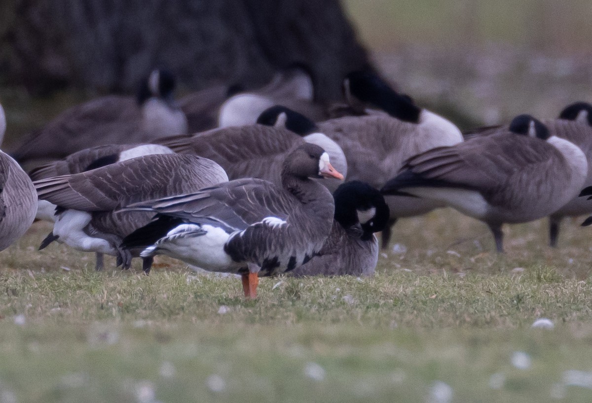 Greater White-fronted Goose (Western) - Jay McGowan