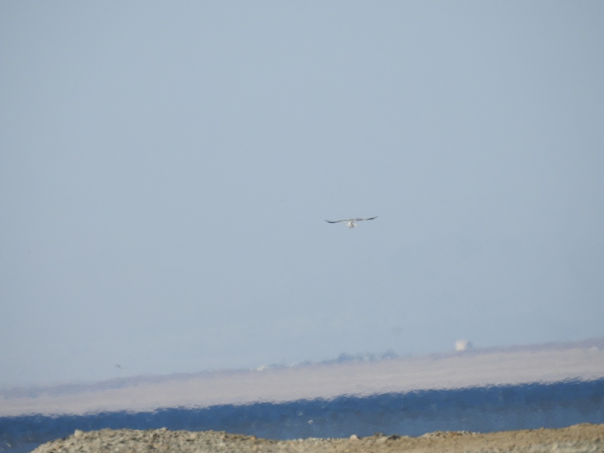 White-tailed Kite - ML390936571