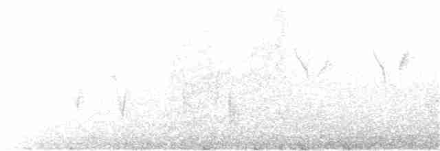 Mirlo Acuático Europeo - ML390936631