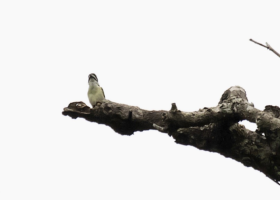 Yellow-throated Tinkerbird - Peter Candido