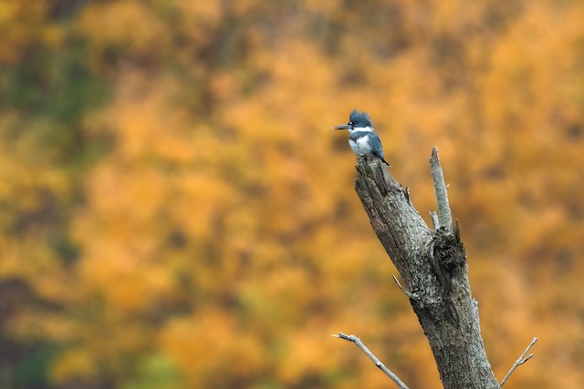 Belted Kingfisher