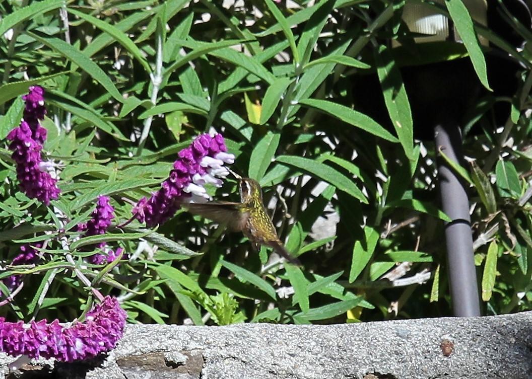 Speckled Hummingbird - ML390943171