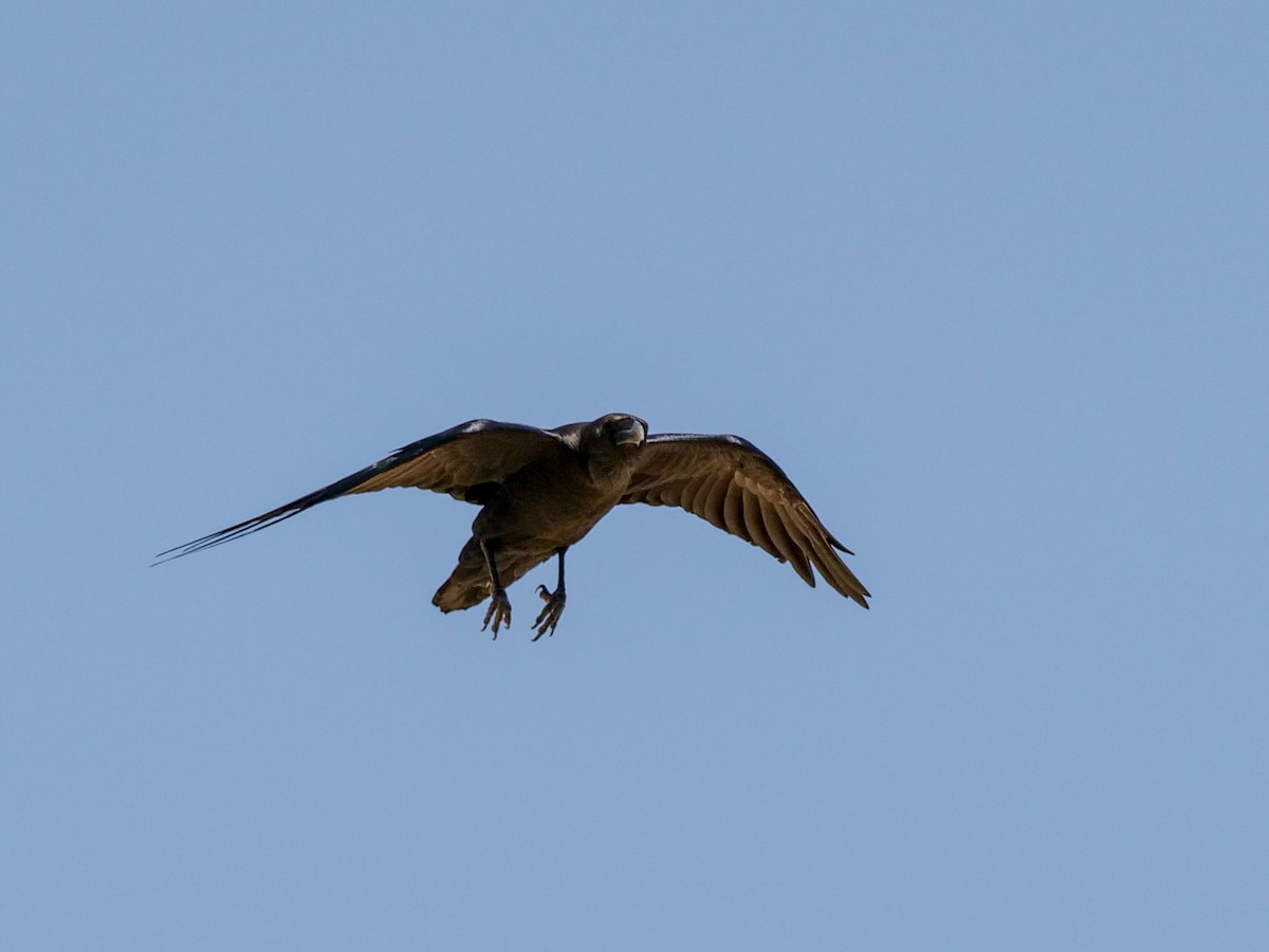 Brown-necked Raven - ML390944481
