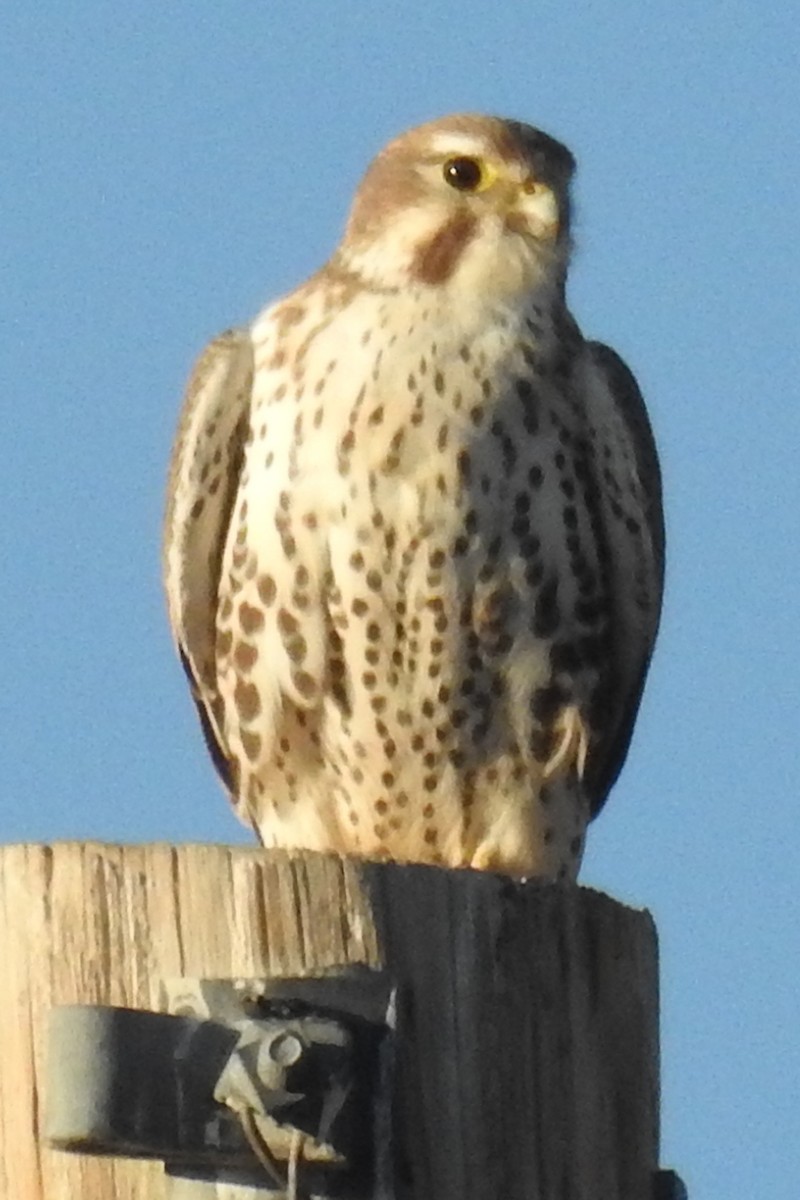 Prairie Falcon - Kathleen  Cameron