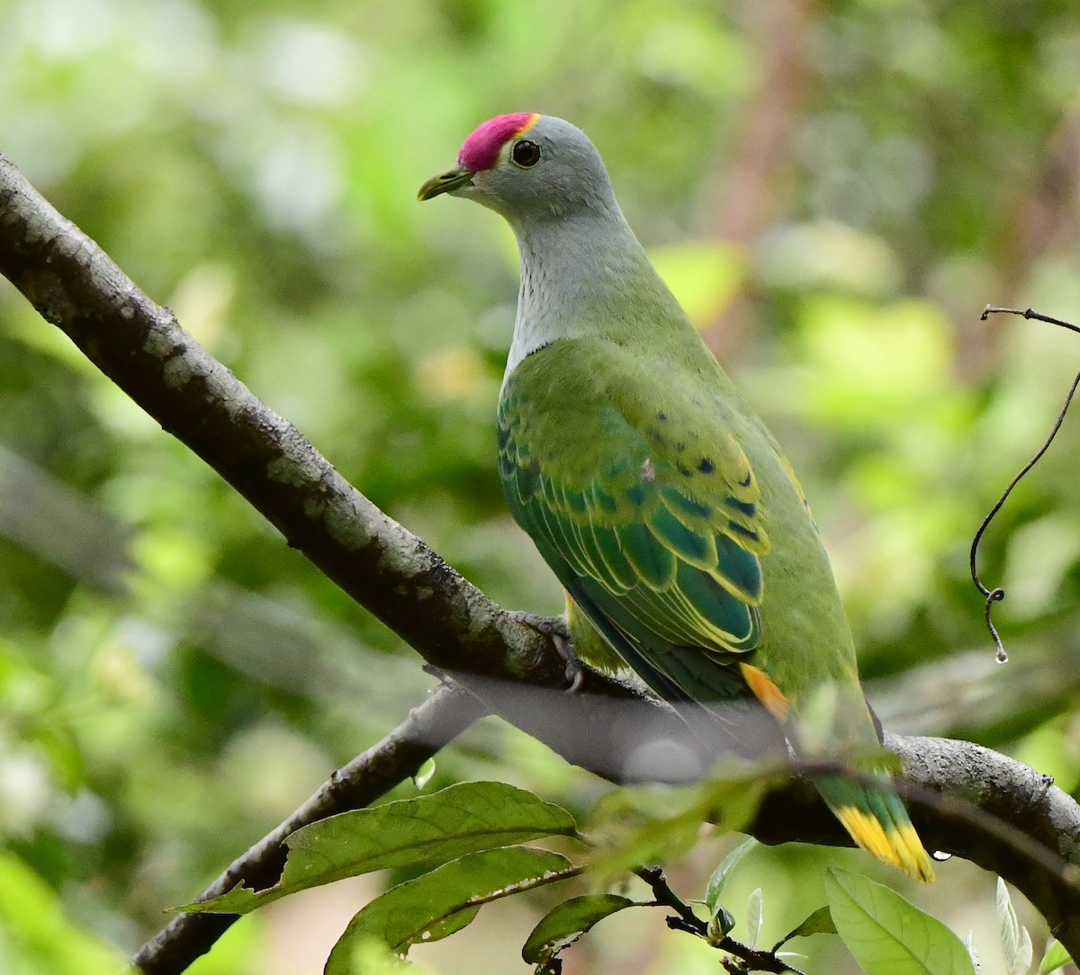 Rose-crowned Fruit-Dove - ML390952071