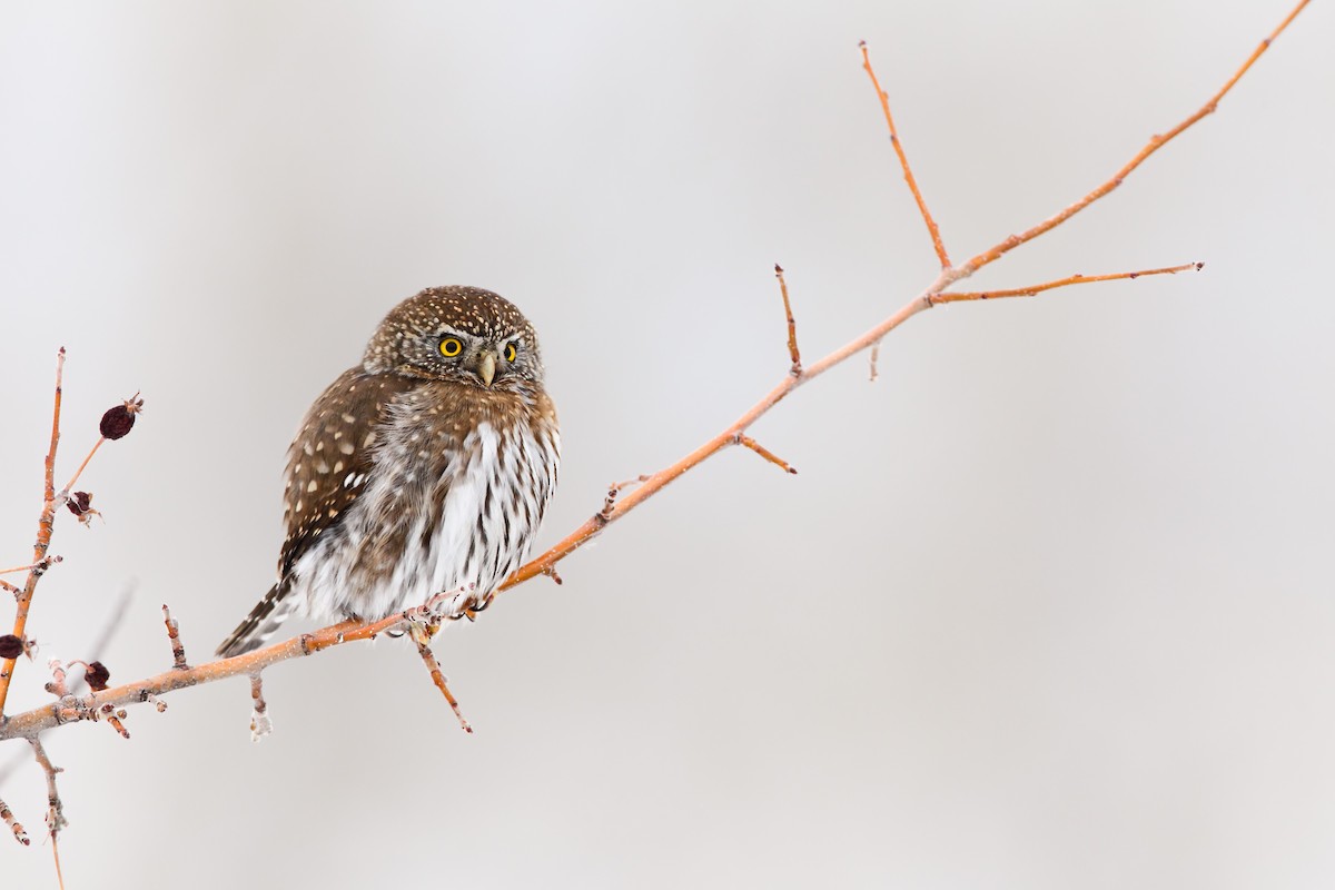 Northern Pygmy-Owl - Scott Carpenter