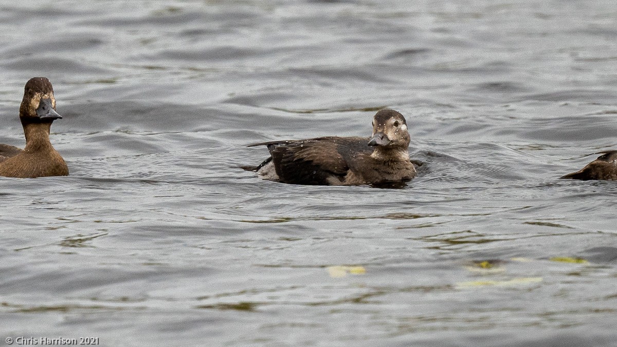Long-tailed Duck - ML390957351