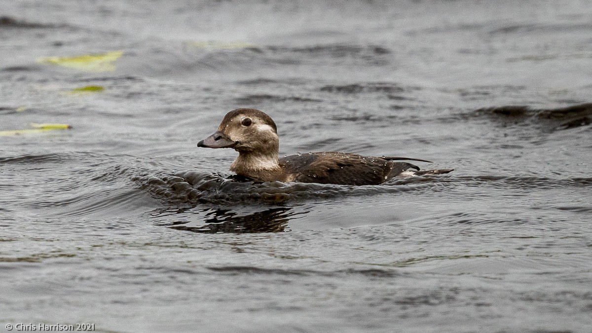 Long-tailed Duck - ML390957361