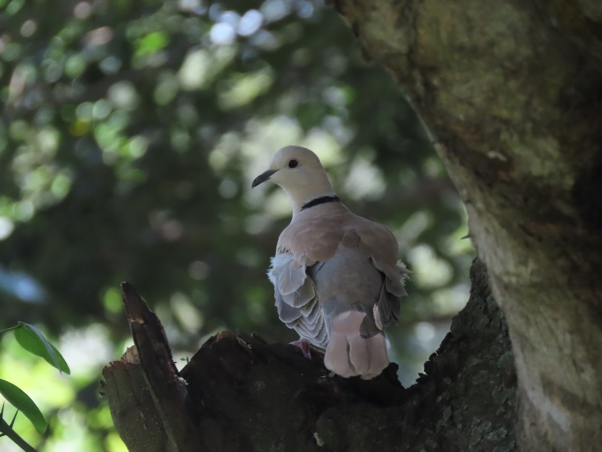 Eurasian Collared-Dove - Rogney Germeind Quibilan (Birdwatchers507) @Natyciencia507