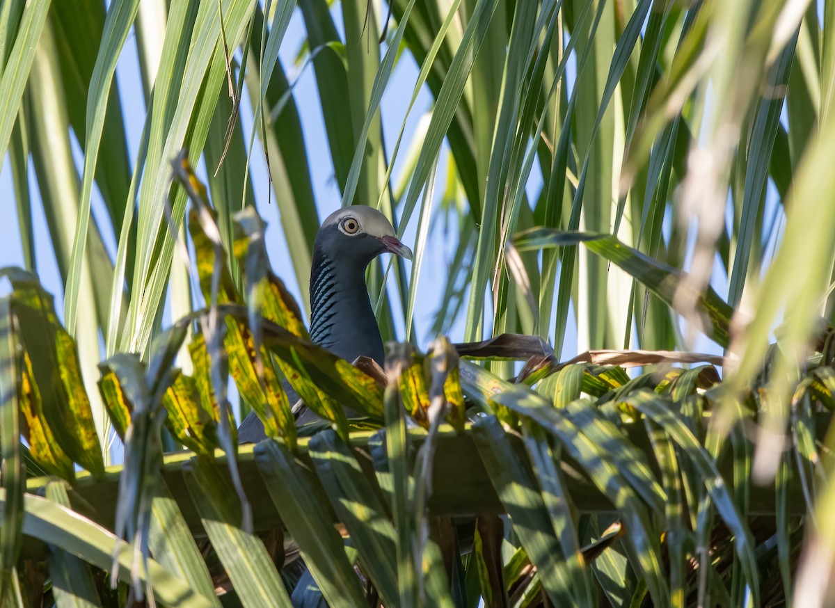 White-crowned Pigeon - ML390963741