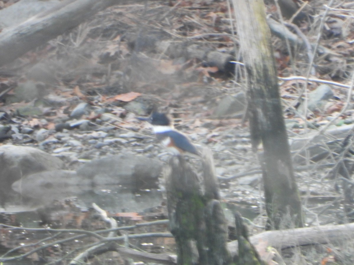 Belted Kingfisher - ML390966881