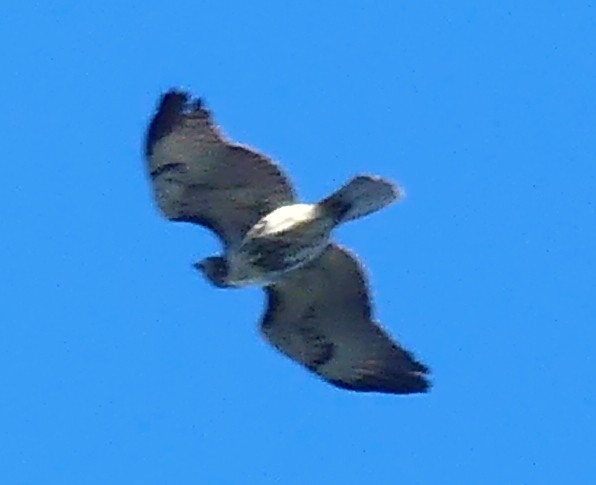 Red-tailed Hawk (umbrinus) - ML390970431
