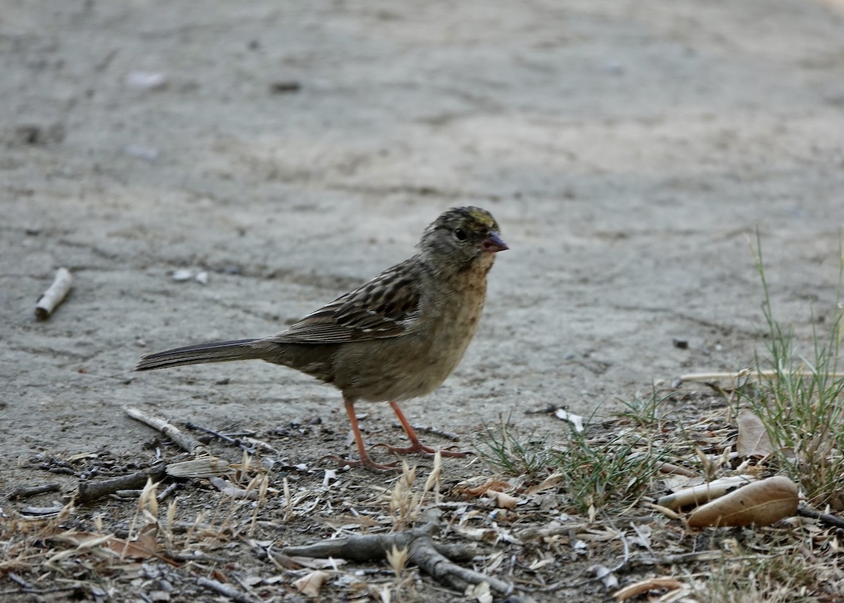 Golden-crowned Sparrow - ML390976621